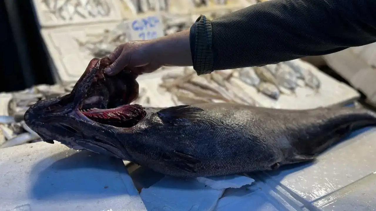 Atlas Okyanusu’ndan Mersin’e Dev Misafir! 1